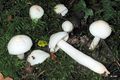 Hygrophorus cossus
